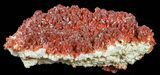 Huge Plate Of Ruby Red Vanadinite Crystals - Wide #59958-2